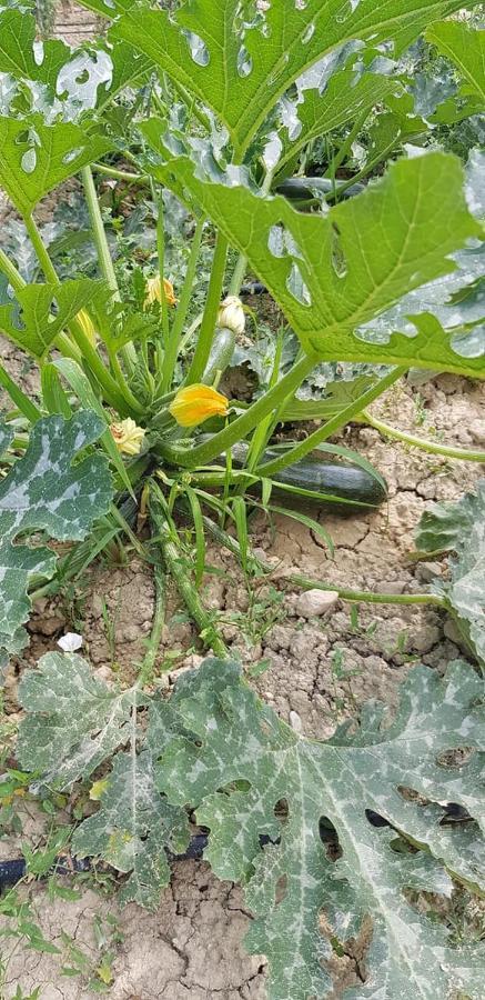 Agriturismo Fiore Di Campo Fermo Ngoại thất bức ảnh